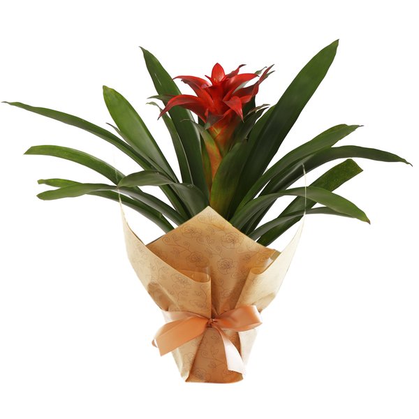 Bromélia Plantada Presente