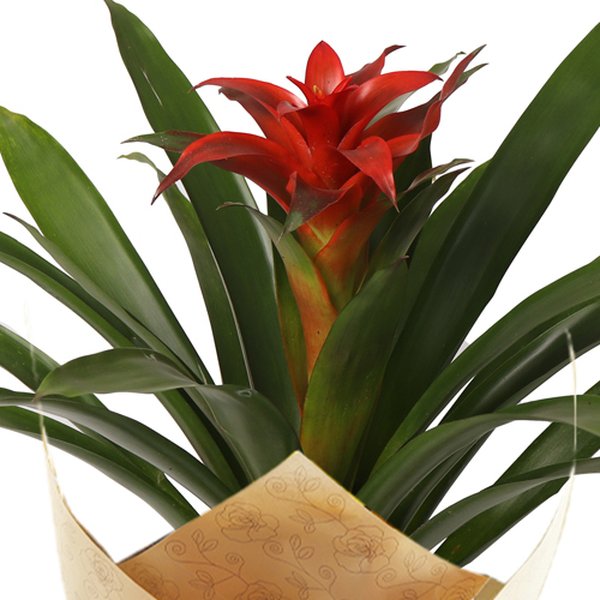 Bromélia Plantada Presente
