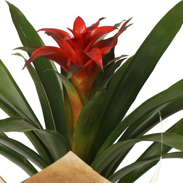 Bromélia Plantada Presente