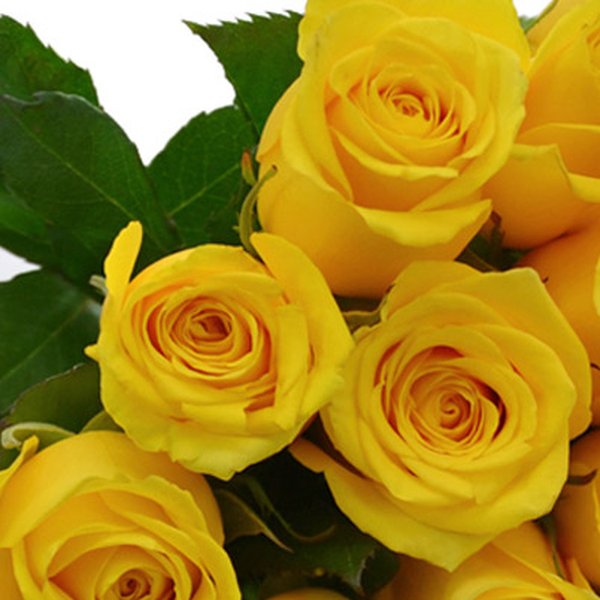 Buquê de 24 Rosas Amarelas