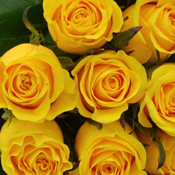 Buquê de 42 Rosas Amarelas