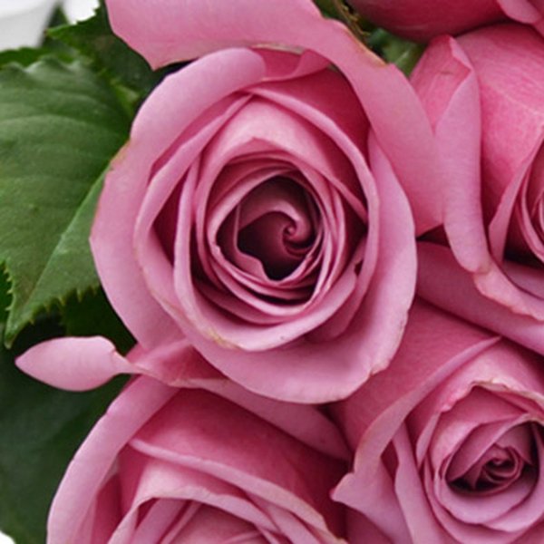 Buquê de 12 Rosas Lilás