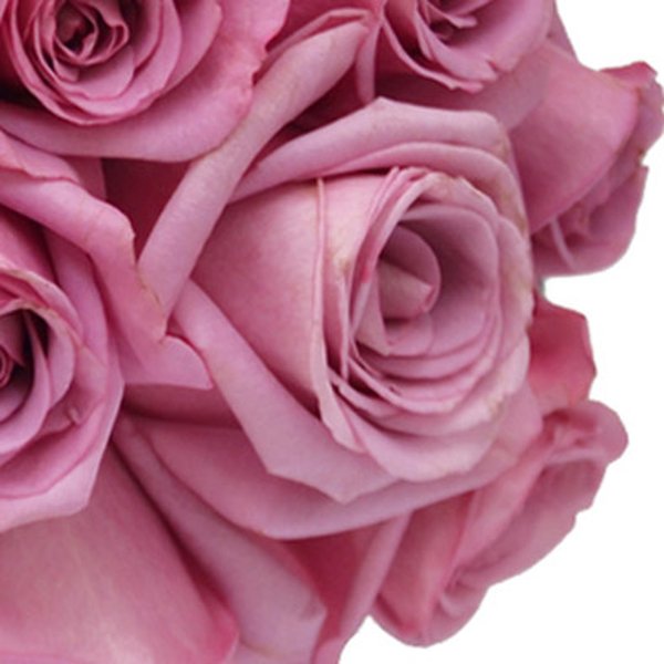 Buquê de 12 Rosas Lilás