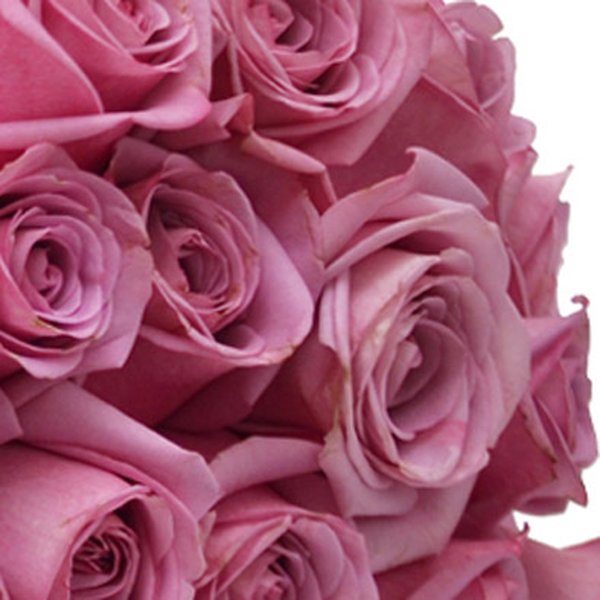 Buquê de 24 Rosas Lilás