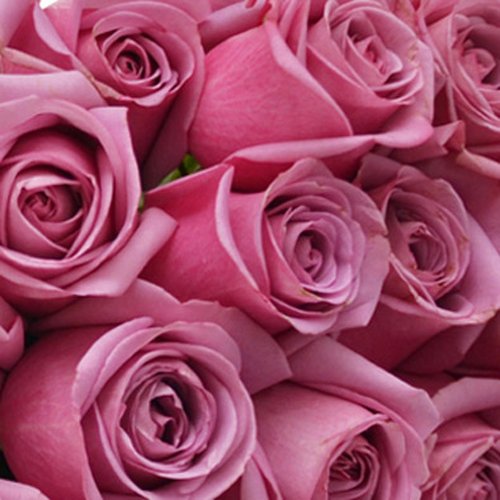 Buquê de 24 Rosas Lilás