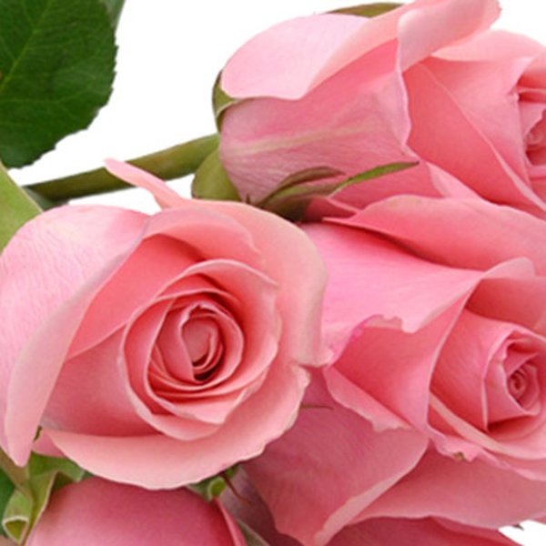 Buquê de 6 Rosas Cor de Rosa