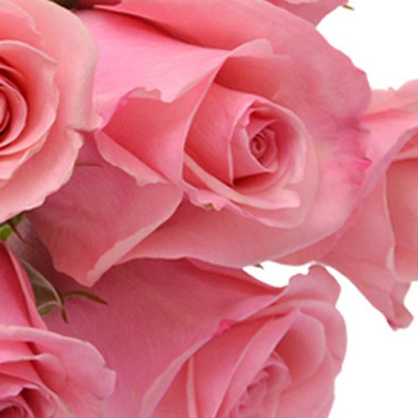 Buquê de 6 Rosas Cor de Rosa