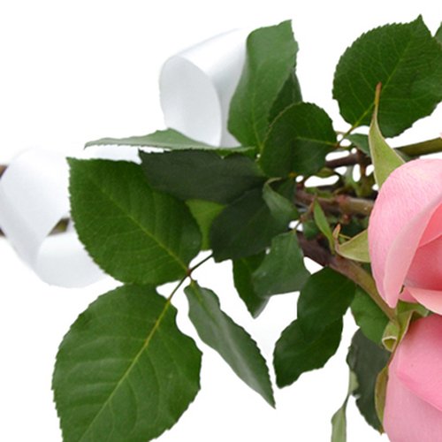 Buquê de 6 Rosas Cor de Rosa