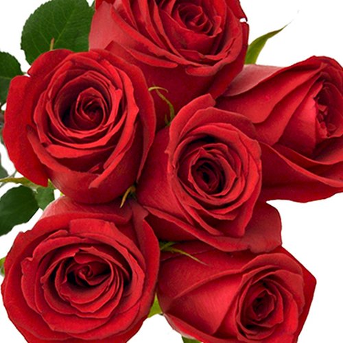 Buquê de 6 Rosas Vermelhas