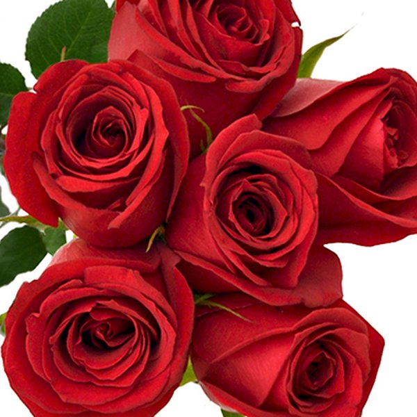 Buquê de 6 Rosas Vermelhas