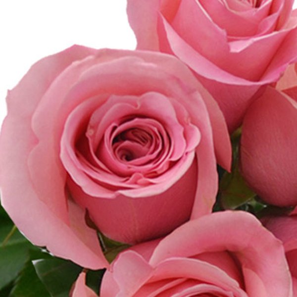 Buquê de 12 Rosas Cor de Rosa