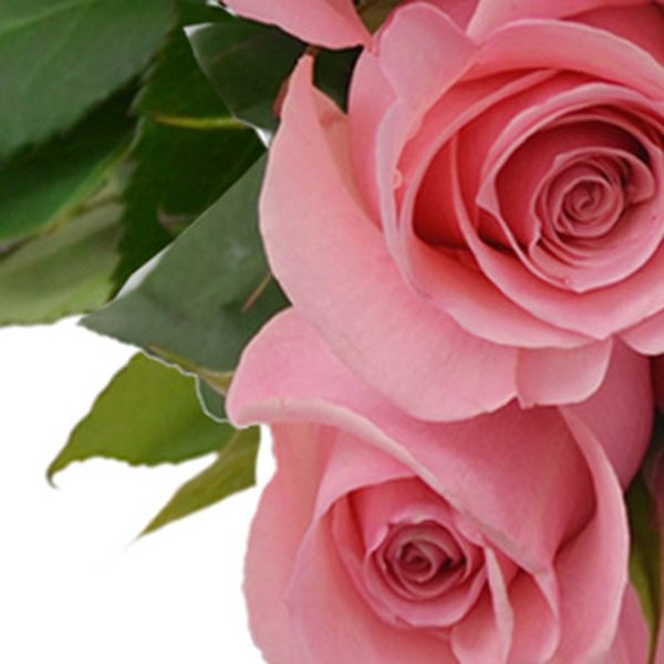 Buquê de 12 Rosas Cor de Rosa