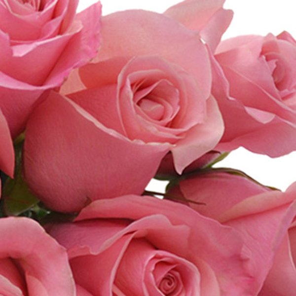 Buquê de 12 Rosas Cor de Rosa