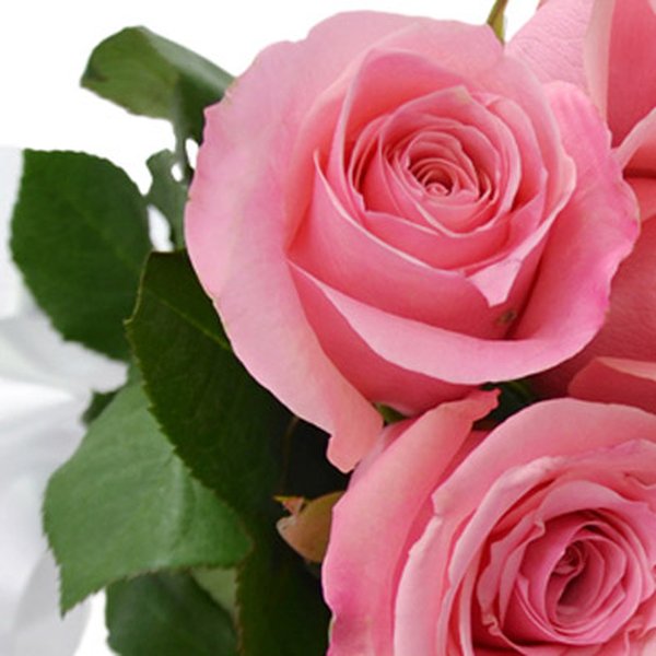 Buquê de 18 Rosas Cor de Rosa