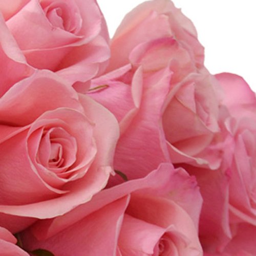 Buquê de 18 Rosas Cor de Rosa