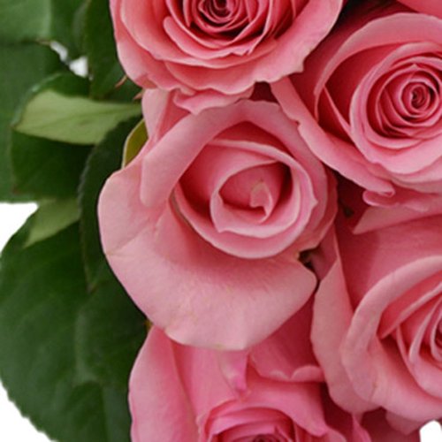 Buquê de 24 Rosas Cor de Rosa