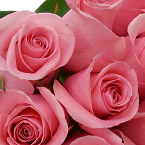 Buquê de 24 Rosas Cor de Rosa