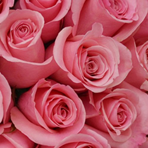 Buquê de 42 Rosas Cor de Rosa