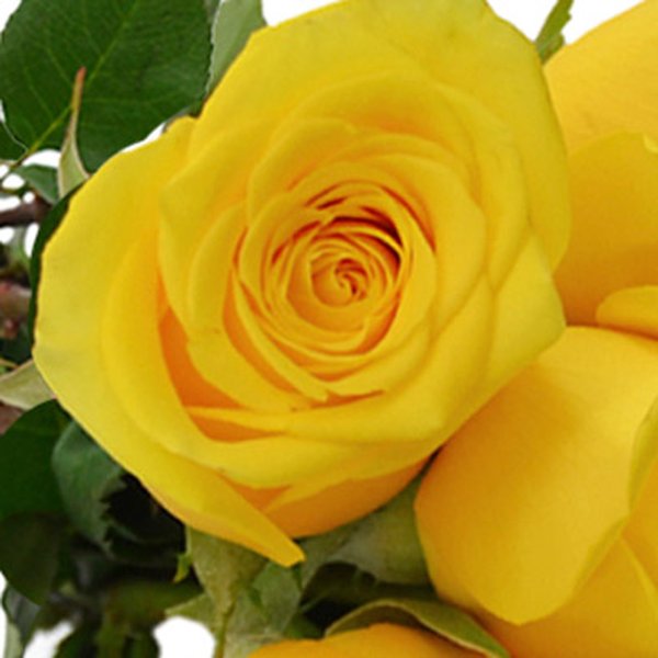 Buquê de 6 Rosas Amarelas