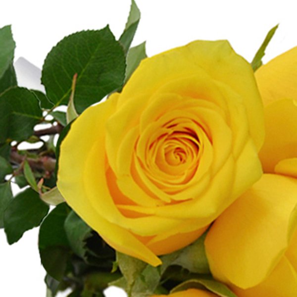 Buquê de 6 Rosas Amarelas