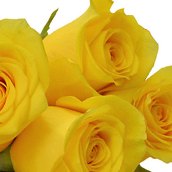 Buquê de 6 Rosas Amarelas