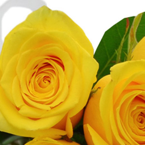 Buquê de 12 Rosas Amarelas