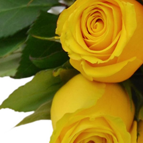 Buquê de 12 Rosas Amarelas
