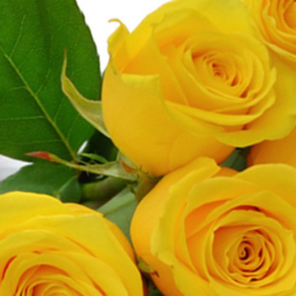 Buquê de 18 Rosas Amarelas