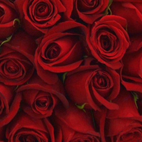 Buquê de 100 Rosas Vermelhas