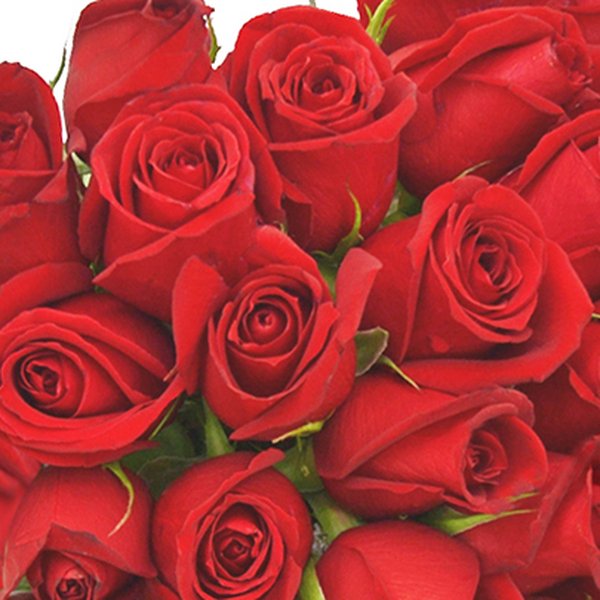 Buquê de 36 Rosas Vermelhas