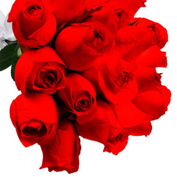 Buquê de 18 Rosas Vermelhas