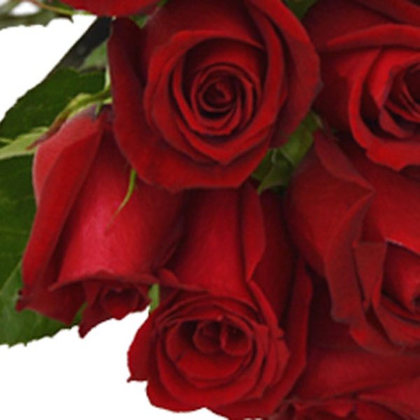 Buquê de 24 Rosas Vermelhas
