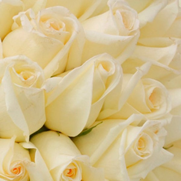 Buquê de 42 Rosas Brancas