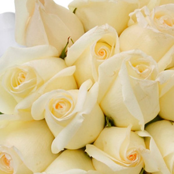 Buquê de 42 Rosas Brancas