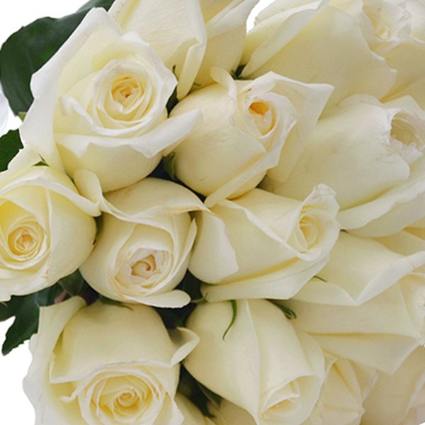 Buquê de 24 Rosas Brancas