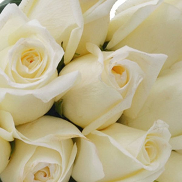 Buquê de 24 Rosas Brancas