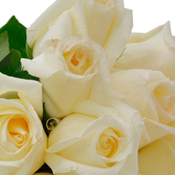 Buquê de 12 Rosas Brancas