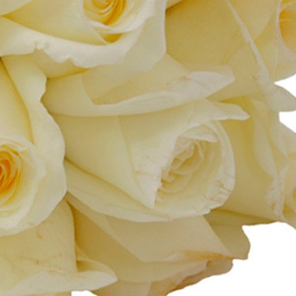 Buquê de 12 Rosas Brancas