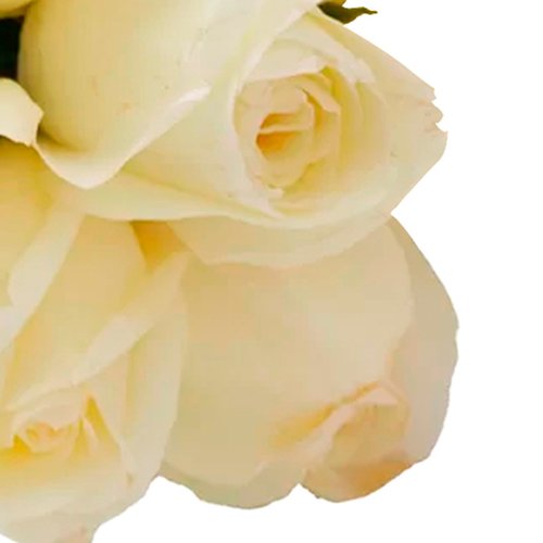 Buquê de 6 Rosas Brancas