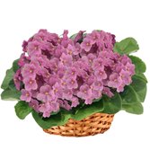 Cesta Premium de Violetas Rosa