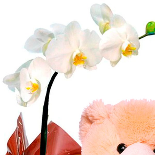Orquídea Phalenopsis Plantada com Pelúcia