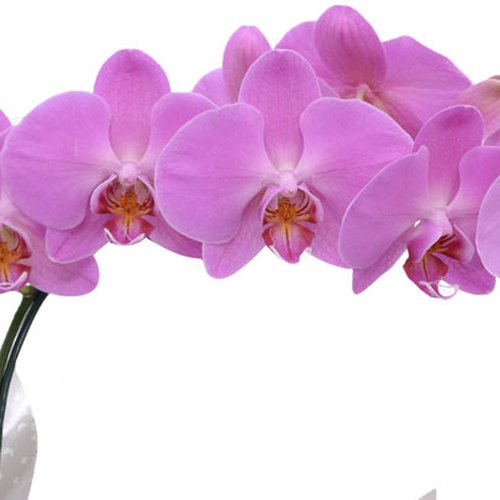 Orquídea Phalaenopsis Pink e Ferrero Rocher