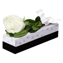 Imagem de Sensacional Rosa Branca