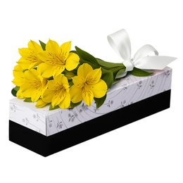 Imagem de Sensacional Astromélia Amarelas