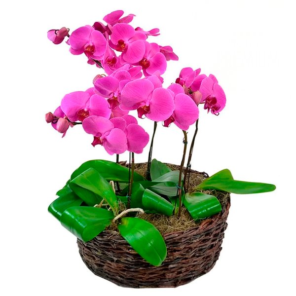 Sofisticadas Phalaenopsis Pink