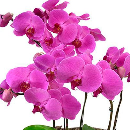 Sofisticadas Phalaenopsis Pink