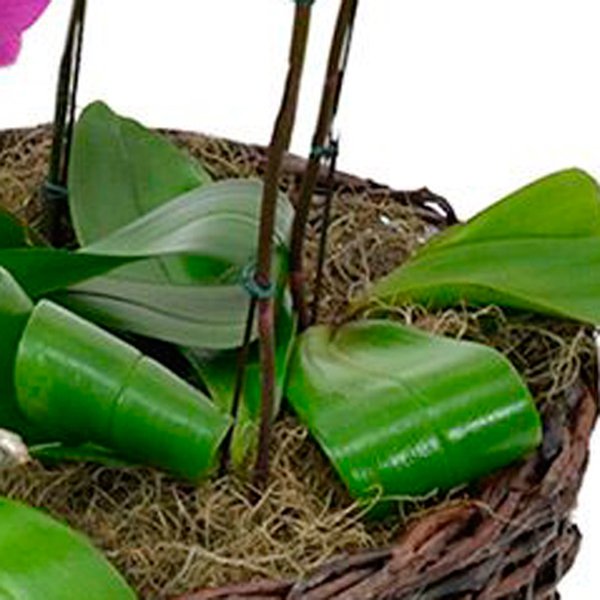 Sofisticadas Phalaenopsis Pink