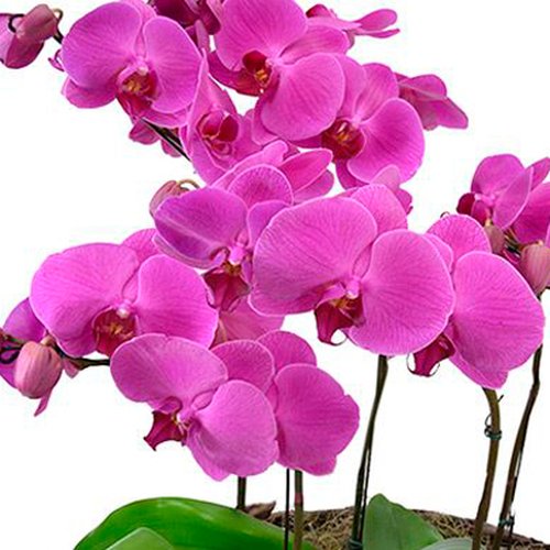 Sofisticadas Phalaenopsis Pink