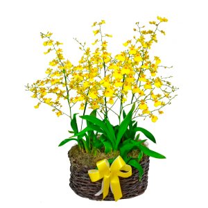 Imagem de Jardim de Chuva de Ouro