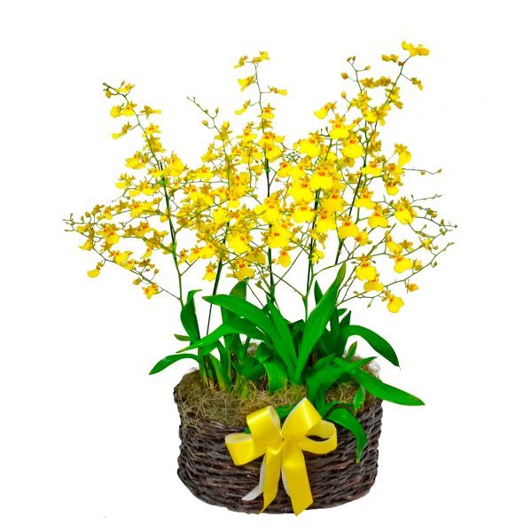 Jardim de Chuva de Ouro